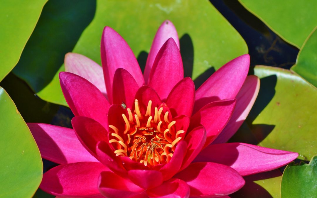 Plantes de bassin, beauté des jardins